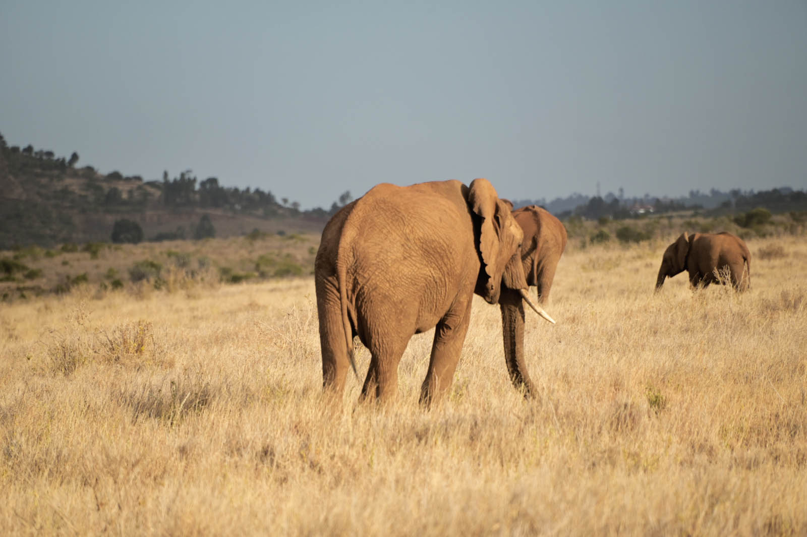 Wildlife photography